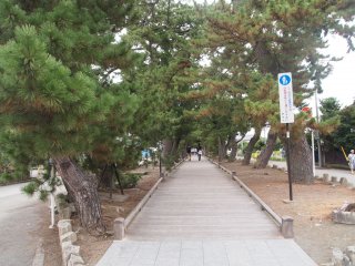 The pine trees continue from the Hagoromo Pine Tree and along "God's Path" until you reach Miho Shrine