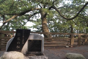 Hagoromo tree, where the Celestial Maiden hung her kimono