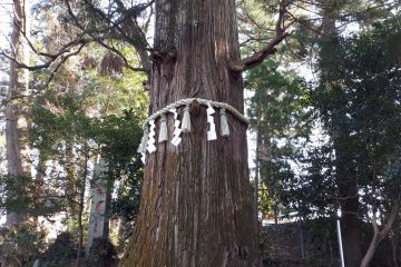 Sacred tree with shimenawa rope and shide streamers