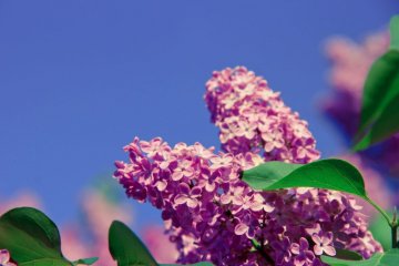 Sapporo Lilac Season