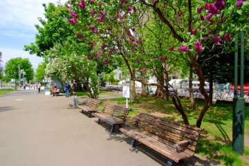 Odori Park has around 400 lilac trees to enjoy!