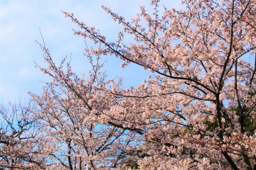 More cherry blossoms