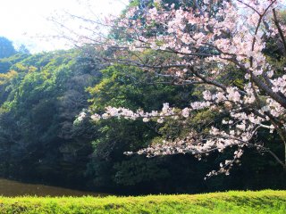 Pretty cherry blossoms on Inui-mon Street
