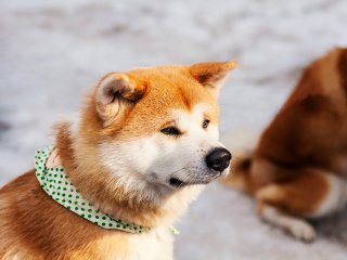 Known as ‘Akita Inu’ in Japan, this large dog breed originated in the mountainous regions of North Japan.