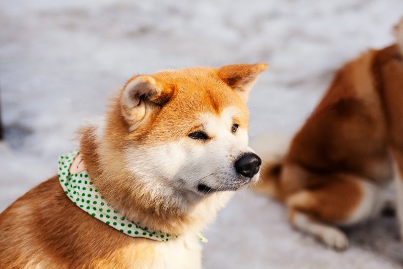 Known as ‘Akita Inu’ in Japan, this large dog breed originated in the mountainous regions of North Japan.