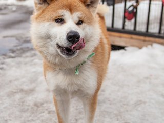 Akita dogs have a muscular build and are famous for their courage, dignity and loyalty.