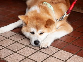 This Japanese dog is highly-renowned for its protective instincts of family members, and provides lasting companionship for its owners.