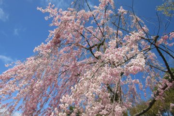 The happy sight of blooming sakura 
