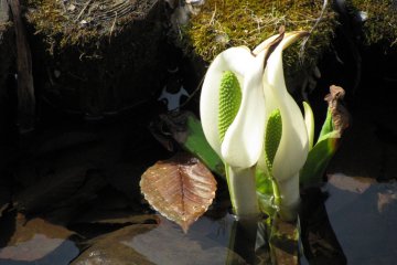 Early spring flowers in a brook