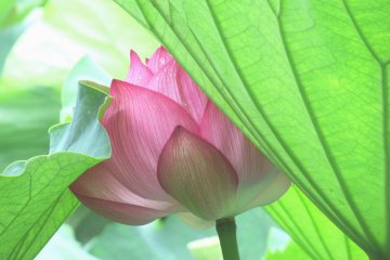 Lotus are really amazing flowers!