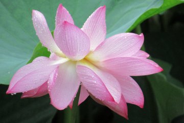 Лотос - священный цветок Будды