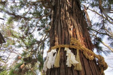 Sacred Shinto tree gives the protection of kami