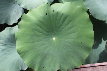 <p>Fresh rainwater collects on leaves in the Water Garden</p>