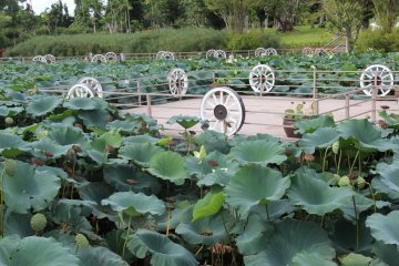 <p>Aquatic plants cover the ponds of the Water Garden at Southeast Botanical Gardens</p>