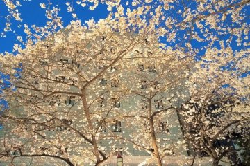 The beautiful illuminated cherry blossoms