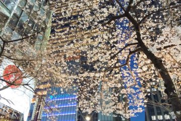 The cherry blossoms at night