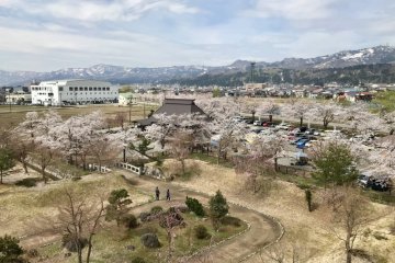 Some of the sakura trees from up high