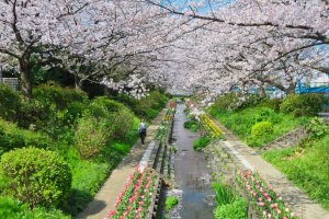 Egawa Sakura and Tulips