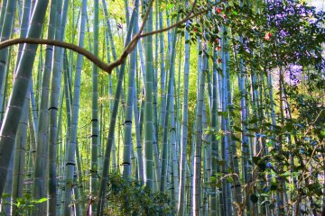 The scenery of the bamboo grove