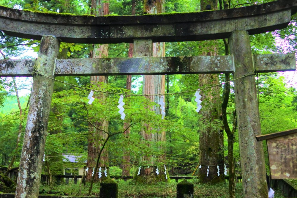 鳥居から眺める滝尾三本杉