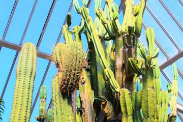 The South American cacti section