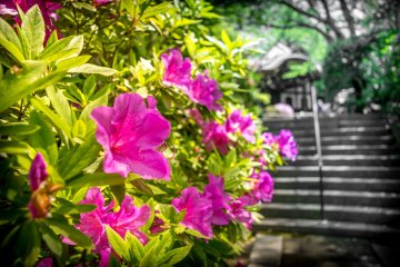 As I approached one of the first buildings on the left, some colorful azaleas awaited