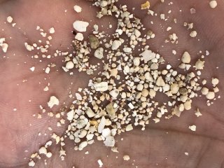 Sifting through the sand and looking for treasures