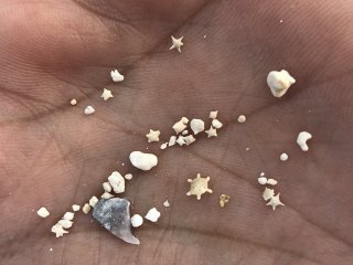 Intricate star-sand, I recommend carrying a magnifying lens