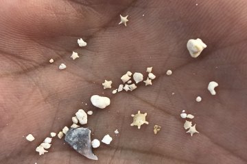 Intricate star-sand, I recommend carrying a magnifying lens