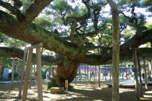 The Yogo Pine, Edogawa Ward