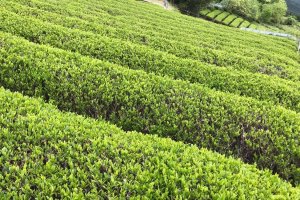 Row upon row of tea bushes 