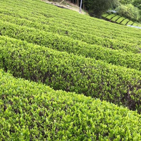 Tea Harvest in Kumano
