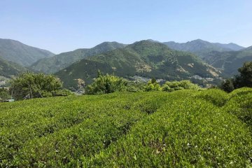 Tea bushes against the backdrop of the Kumano mountains
