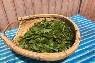 Fresh tea leaves, picked today