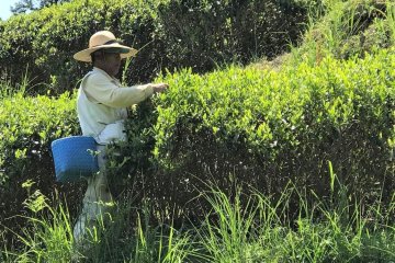 Picking tea leaves by hand
