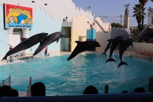Seis delfines saltando al mismo tiempo