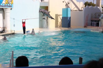 El espectáculo de delfines