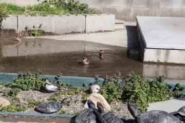 Birds relaxing in the turtle pond