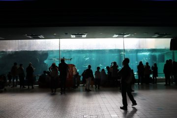 Большой аквариум