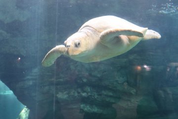 A sea turtle in the large water tank