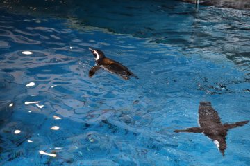 正在游泳的企鹅