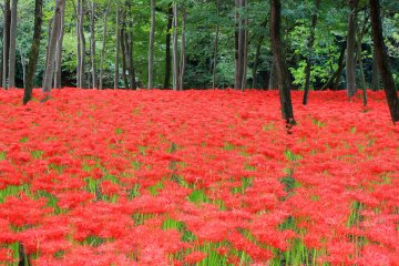 Japan's Rainbow of Floral Color