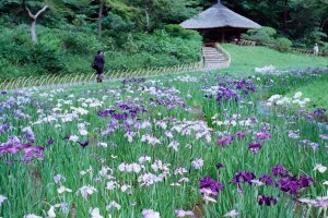 Violet irises in the rainy season around June