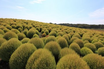 Fuzzy green kochia bushes before they turn their trademark red