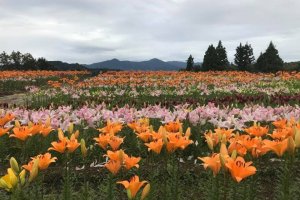 Pretty orange lilies at Niigata's Tsukioka Park