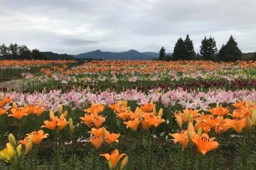 Pretty orange lilies at Niigata's Tsukioka Park