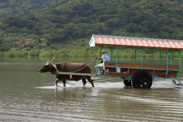Una experiencia única en Japón: Paseo en Carreta de Búfalo sobre Agua en Ishigaki