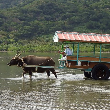 Water Buffalo Cart Ride in Ishigaki