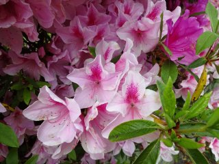 Starting our Rhododendron appreciation with the color pink. 