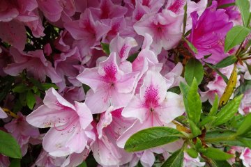 Starting our Rhododendron appreciation with the color pink. 